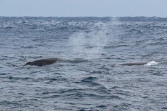 Balaenoptera physalus