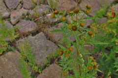 Bidens radiata
