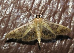 Mimorista subcostalis