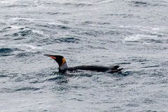 Aptenodytes patagonicus