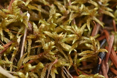 Pleurozium schreberi