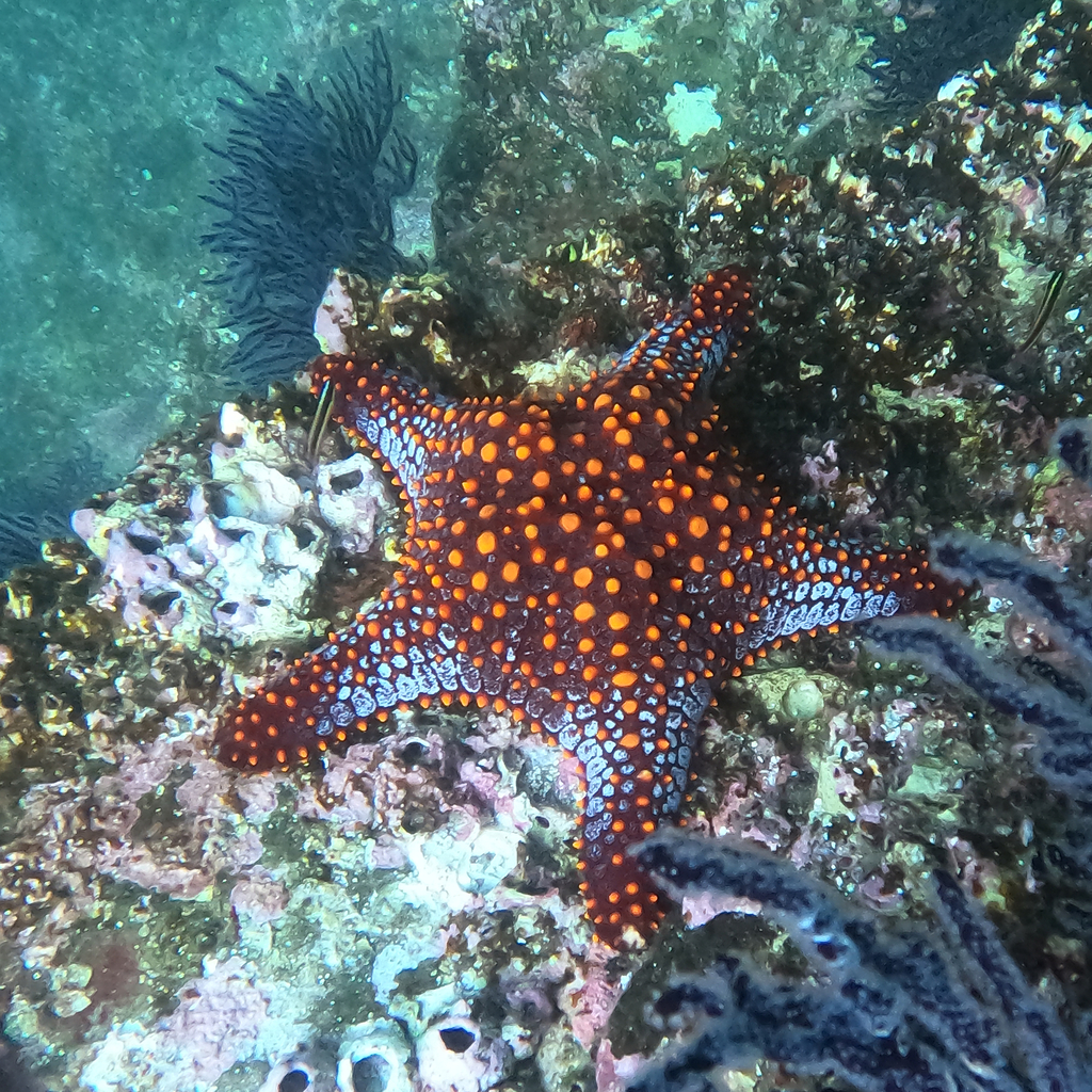 Panamic Cushion Star