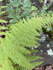 Dennstaedtia