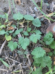 Modiola caroliniana