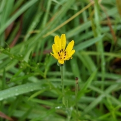 Tragopogon pratensis