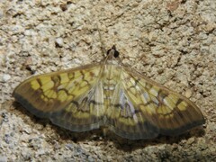 Mimorista subcostalis