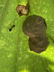 Crematogaster laeviuscula