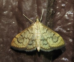 Psara dryalis