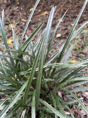 Liriope muscari