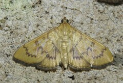Psara dryalis