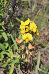 Crotalaria spectabilis