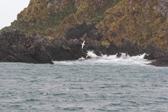 Macronectes giganteus