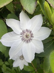 Clematis forsteri