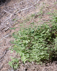 Agastache urticifolia