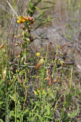 Crotalaria spectabilis