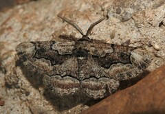 Phaeoura mexicanaria