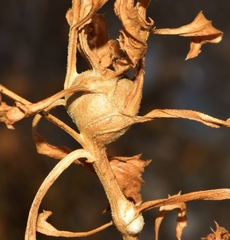 Isocolus lichtensteini