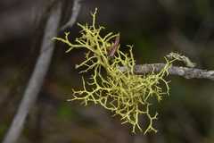 Letharia vulpina