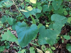 Aristolochia clematitis