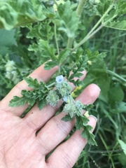 Fuertesimalva limensis