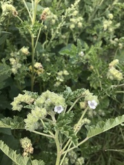 Fuertesimalva limensis