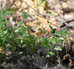 Galium sparsiflorum