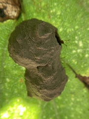 Crematogaster laeviuscula