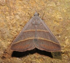 Hemeroplanis parallela