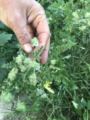 Fuertesimalva limensis