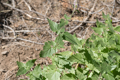 Agastache urticifolia