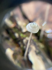 Mycena subcaerulea