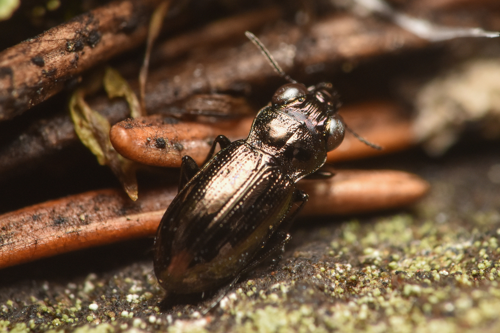 Notiophilus nitens