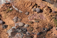 Conophytum minusculum
