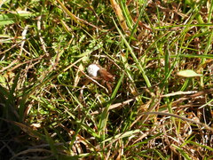 Trochosa terricola