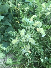 Fuertesimalva limensis