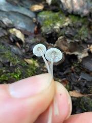 Mycena subcaerulea