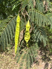 Albizia julibrissin