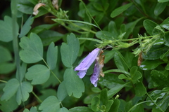 Penstemon ellipticus