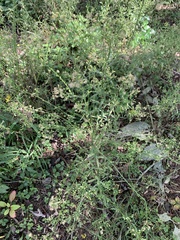 Erigeron