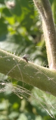 Macrosiphum euphorbiae