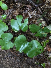 Vitis aestivalis