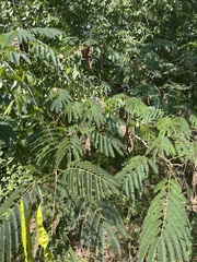 Albizia julibrissin