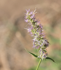 Agastache urticifolia