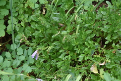 Penstemon ellipticus