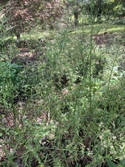 Erigeron