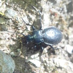 Carabus sylvestris