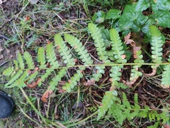 Osmunda claytoniana