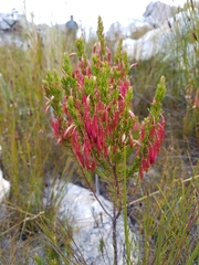 Erica coccinea