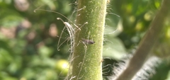 Macrosiphum euphorbiae