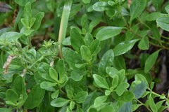 Penstemon ellipticus